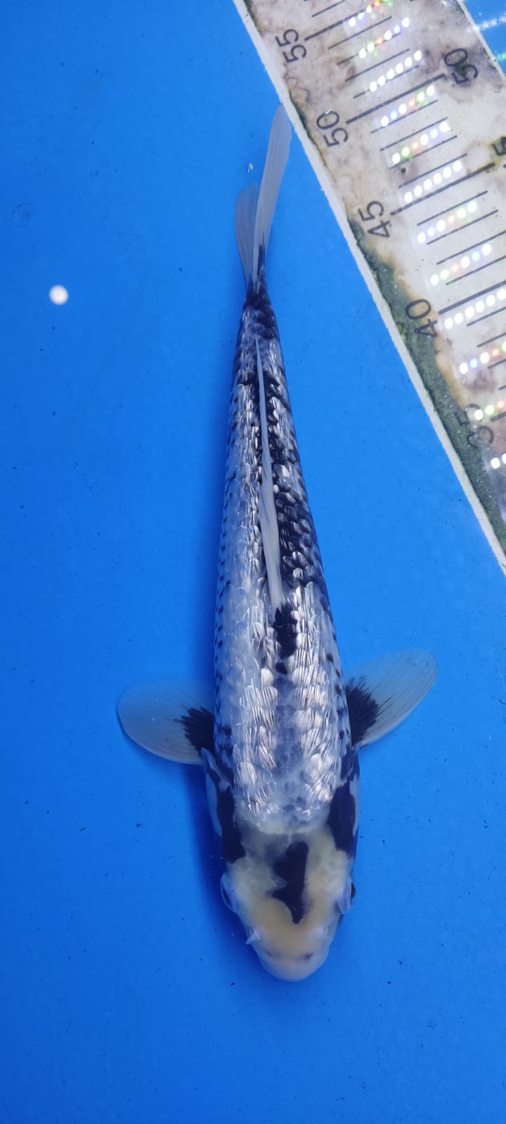 MATSUKAWABAKE GINRIN 32cm LOKASI BSD TANGERANG