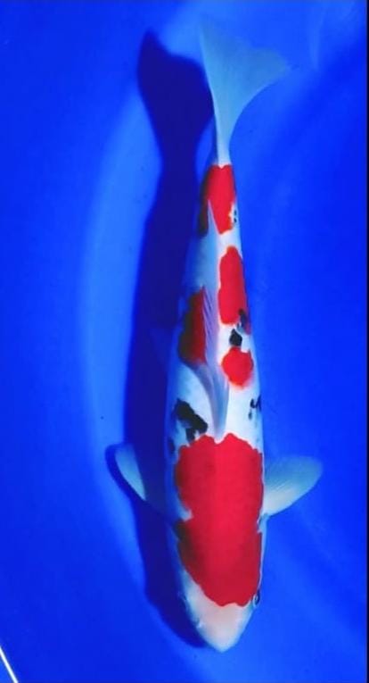 SANKE 35cm