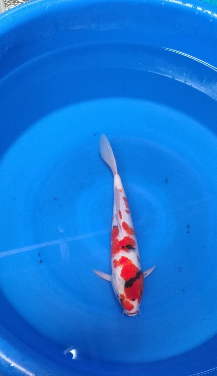 Lelang Koi Online, Jual Beli Ikan Koi, Pusat Jual Beli Koi, Info Lelang Koi Hari Ini, Platform Jual Beli Koi, Jual Beli Ikan Koi Online, Marketplace Ikan Koi, Jual Koi Terbaik, Tempat Beli Koi Berkualitas, Pasar Ikan Koi Online Terpercaya, Penjual Ikan Koi Terpercaya, Beli Koi Hias Online, Ikan Koi untuk Dijual, Koi Kualitas Terbaik, Toko Online Ikan Koi, Koi Hias Untuk Dijual, Jual Beli Ikan Koi Lokal, Koi Indonesia Online, Pusat Jual Beli Koi Terbesar