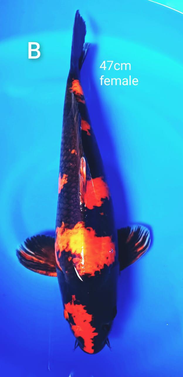 Lelang Koi Online, Jual Beli Ikan Koi, Pusat Jual Beli Koi, Info Lelang Koi Hari Ini, Platform Jual Beli Koi, Jual Beli Ikan Koi Online, Marketplace Ikan Koi, Jual Koi Terbaik, Tempat Beli Koi Berkualitas, Pasar Ikan Koi Online Terpercaya, Penjual Ikan Koi Terpercaya, Beli Koi Hias Online, Ikan Koi untuk Dijual, Koi Kualitas Terbaik, Toko Online Ikan Koi, Koi Hias Untuk Dijual, Jual Beli Ikan Koi Lokal, Koi Indonesia Online, Pusat Jual Beli Koi Terbesar