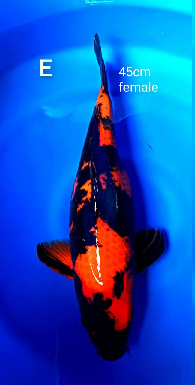 Lelang Koi Online, Jual Beli Ikan Koi, Pusat Jual Beli Koi, Info Lelang Koi Hari Ini, Platform Jual Beli Koi, Jual Beli Ikan Koi Online, Marketplace Ikan Koi, Jual Koi Terbaik, Tempat Beli Koi Berkualitas, Pasar Ikan Koi Online Terpercaya, Penjual Ikan Koi Terpercaya, Beli Koi Hias Online, Ikan Koi untuk Dijual, Koi Kualitas Terbaik, Toko Online Ikan Koi, Koi Hias Untuk Dijual, Jual Beli Ikan Koi Lokal, Koi Indonesia Online, Pusat Jual Beli Koi Terbesar