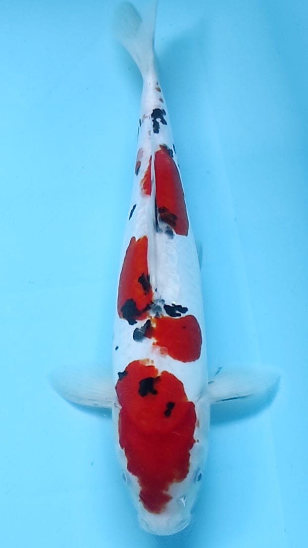 SANKE MARUTEN DOITSU 33cm