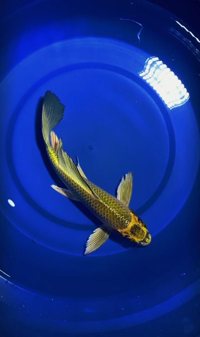 Ikan Koi KUMPAY MUKASI 30cm, lelang koi KUMPAY MUKASI 30cm, jual koi KUMPAY MUKASI 30cm, beli koi KUMPAY MUKASI 30cm, Lelang Koi Online, Jual Beli Ikan Koi, Pusat Jual Beli Koi, Info Lelang Koi Hari Ini, Platform Jual Beli Koi, Jual Beli Ikan Koi Online, Marketplace Ikan Koi, Jual Koi Terbaik, Tempat Beli Koi Berkualitas, Pasar Ikan Koi Online Terpercaya, Penjual Ikan Koi Terpercaya, Beli Koi Hias Online, Ikan Koi untuk Dijual, Koi Kualitas Terbaik, Toko Online Ikan Koi, Koi Hias Untuk Dijual, Jual Beli Ikan Koi Lokal, Koi Indonesia Online, Pusat Jual Beli Koi Terbesar