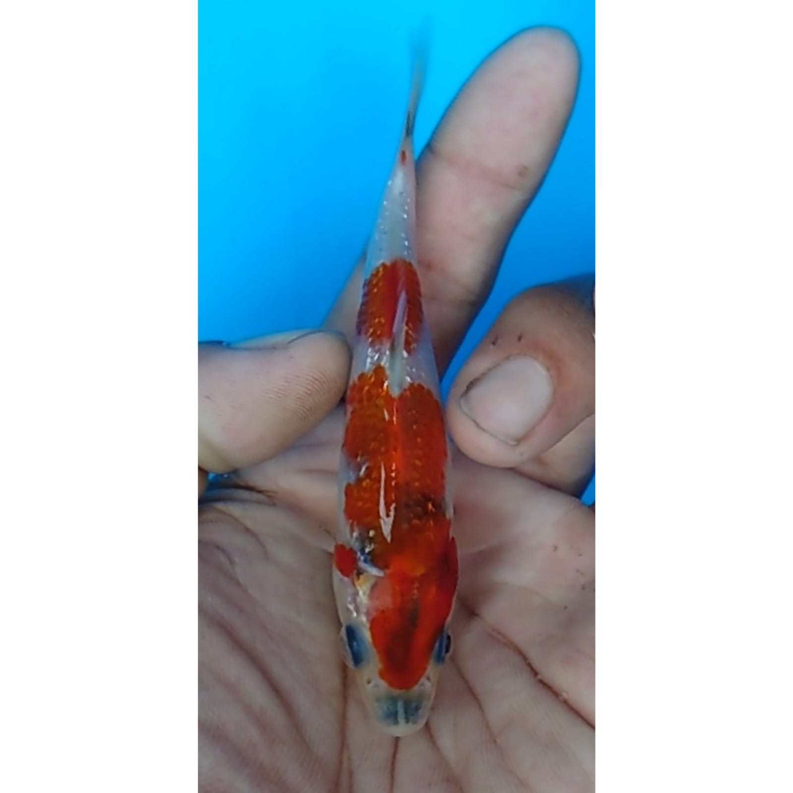 Lelang Koi Online, Jual Beli Ikan Koi, Pusat Jual Beli Koi, Info Lelang Koi Hari Ini, Platform Jual Beli Koi, Jual Beli Ikan Koi Online, Marketplace Ikan Koi, Jual Koi Terbaik, Tempat Beli Koi Berkualitas, Pasar Ikan Koi Online Terpercaya, Penjual Ikan Koi Terpercaya, Beli Koi Hias Online, Ikan Koi untuk Dijual, Koi Kualitas Terbaik, Toko Online Ikan Koi, Koi Hias Untuk Dijual, Jual Beli Ikan Koi Lokal, Koi Indonesia Online, Pusat Jual Beli Koi Terbesar
