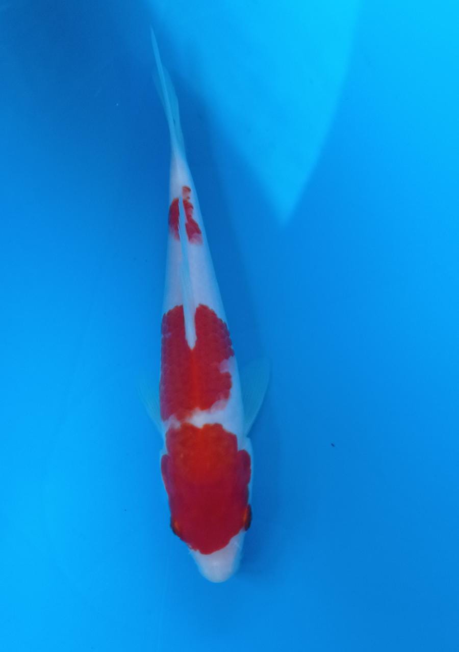 KOHAKU 20cm