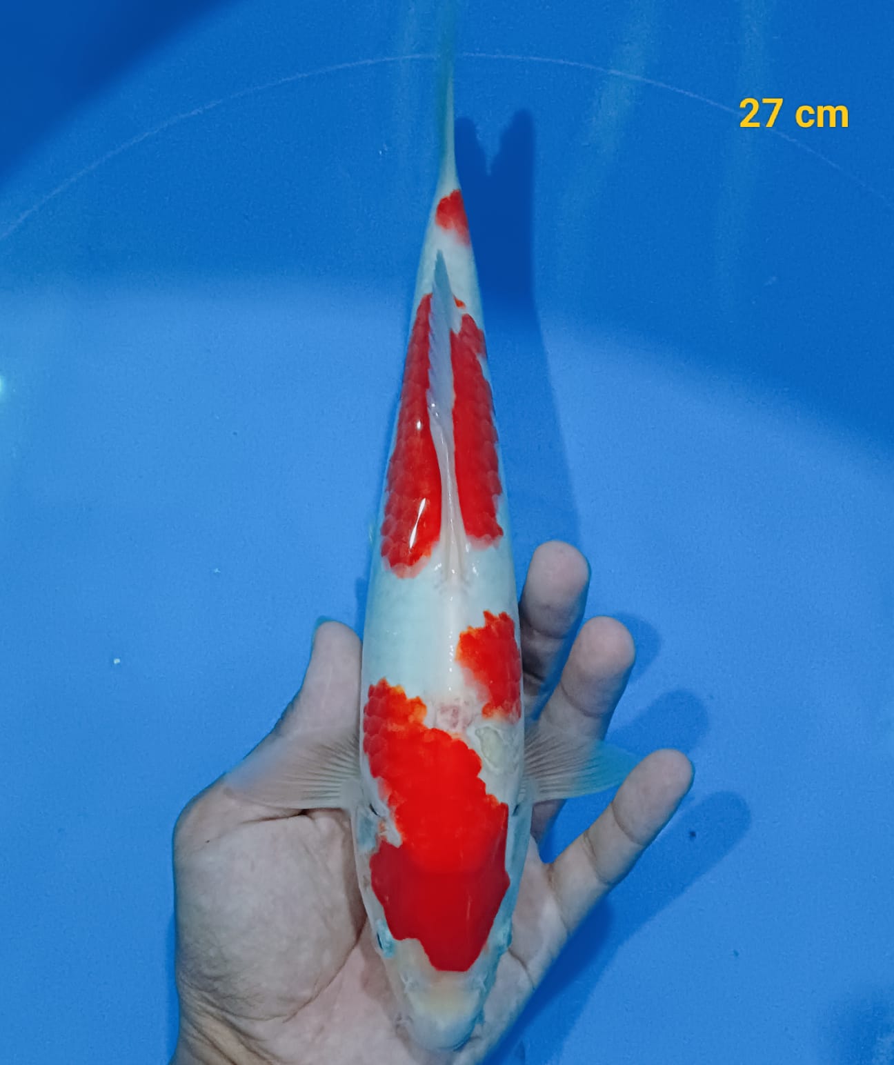 Lelang Koi Online, Jual Beli Ikan Koi, Pusat Jual Beli Koi, Info Lelang Koi Hari Ini, Platform Jual Beli Koi, Jual Beli Ikan Koi Online, Marketplace Ikan Koi, Jual Koi Terbaik, Tempat Beli Koi Berkualitas, Pasar Ikan Koi Online Terpercaya, Penjual Ikan Koi Terpercaya, Beli Koi Hias Online, Ikan Koi untuk Dijual, Koi Kualitas Terbaik, Toko Online Ikan Koi, Koi Hias Untuk Dijual, Jual Beli Ikan Koi Lokal, Koi Indonesia Online, Pusat Jual Beli Koi Terbesar