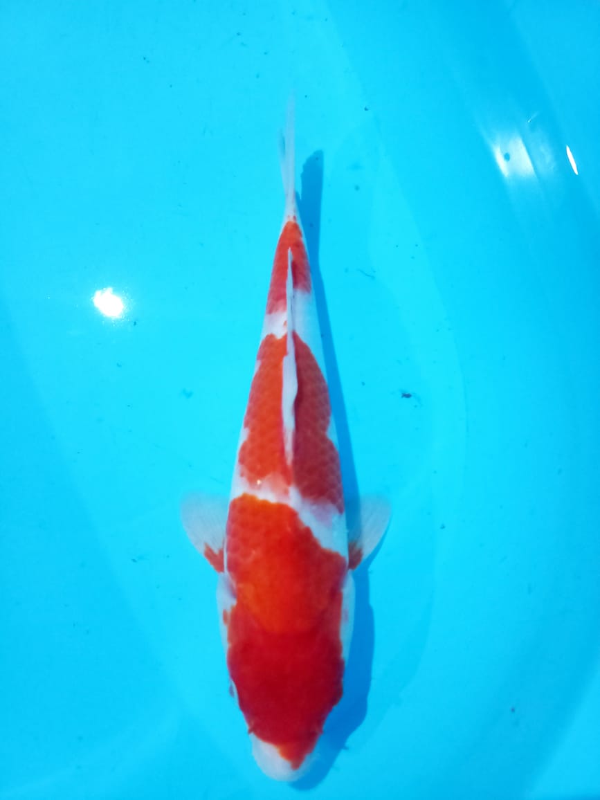 Lelang Koi Online, Jual Beli Ikan Koi, Pusat Jual Beli Koi, Info Lelang Koi Hari Ini, Platform Jual Beli Koi, Jual Beli Ikan Koi Online, Marketplace Ikan Koi, Jual Koi Terbaik, Tempat Beli Koi Berkualitas, Pasar Ikan Koi Online Terpercaya, Penjual Ikan Koi Terpercaya, Beli Koi Hias Online, Ikan Koi untuk Dijual, Koi Kualitas Terbaik, Toko Online Ikan Koi, Koi Hias Untuk Dijual, Jual Beli Ikan Koi Lokal, Koi Indonesia Online, Pusat Jual Beli Koi Terbesar