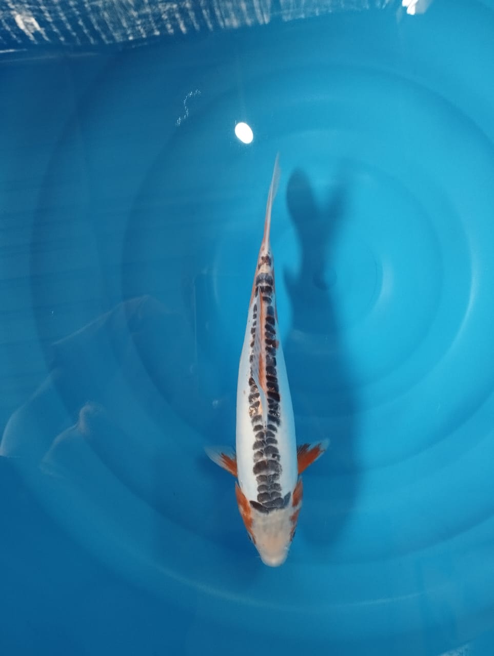 Lelang Koi Online, Jual Beli Ikan Koi, Pusat Jual Beli Koi, Info Lelang Koi Hari Ini, Platform Jual Beli Koi, Jual Beli Ikan Koi Online, Marketplace Ikan Koi, Jual Koi Terbaik, Tempat Beli Koi Berkualitas, Pasar Ikan Koi Online Terpercaya, Penjual Ikan Koi Terpercaya, Beli Koi Hias Online, Ikan Koi untuk Dijual, Koi Kualitas Terbaik, Toko Online Ikan Koi, Koi Hias Untuk Dijual, Jual Beli Ikan Koi Lokal, Koi Indonesia Online, Pusat Jual Beli Koi Terbesar