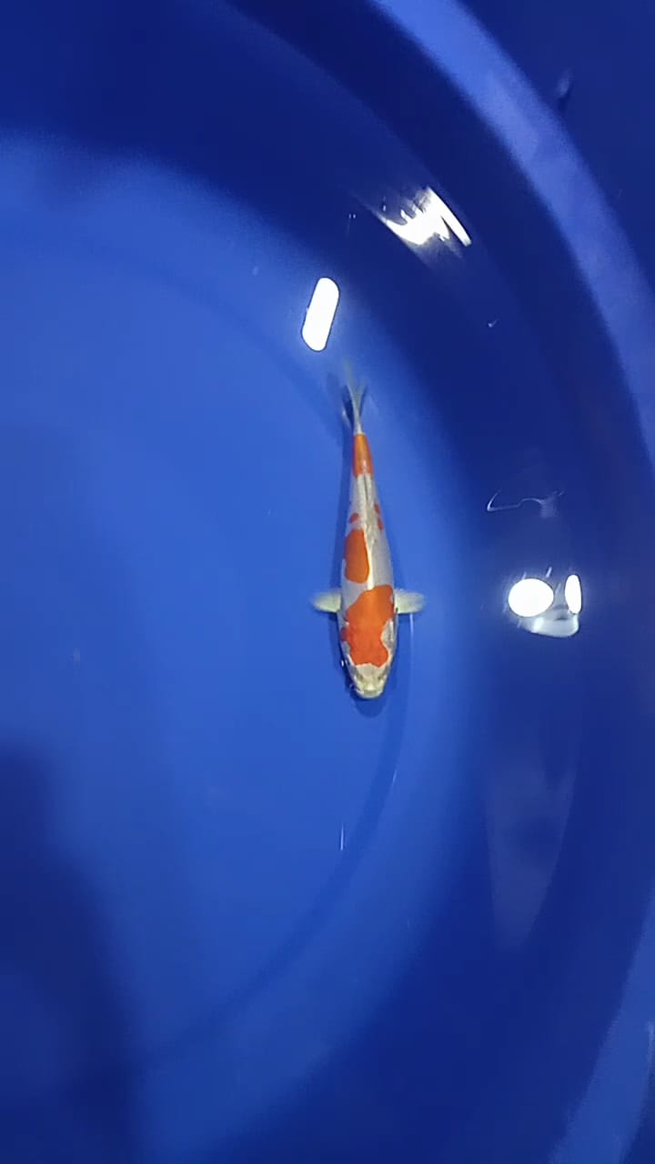 Lelang Koi Online, Jual Beli Ikan Koi, Pusat Jual Beli Koi, Info Lelang Koi Hari Ini, Platform Jual Beli Koi, Jual Beli Ikan Koi Online, Marketplace Ikan Koi, Jual Koi Terbaik, Tempat Beli Koi Berkualitas, Pasar Ikan Koi Online Terpercaya, Penjual Ikan Koi Terpercaya, Beli Koi Hias Online, Ikan Koi untuk Dijual, Koi Kualitas Terbaik, Toko Online Ikan Koi, Koi Hias Untuk Dijual, Jual Beli Ikan Koi Lokal, Koi Indonesia Online, Pusat Jual Beli Koi Terbesar