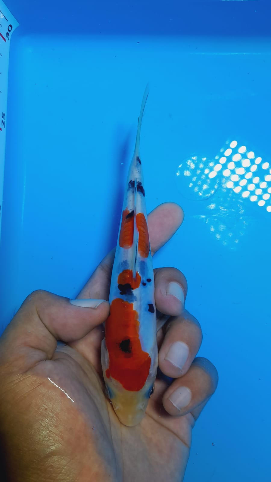 Lelang Koi Online, Jual Beli Ikan Koi, Pusat Jual Beli Koi, Info Lelang Koi Hari Ini, Platform Jual Beli Koi, Jual Beli Ikan Koi Online, Marketplace Ikan Koi, Jual Koi Terbaik, Tempat Beli Koi Berkualitas, Pasar Ikan Koi Online Terpercaya, Penjual Ikan Koi Terpercaya, Beli Koi Hias Online, Ikan Koi untuk Dijual, Koi Kualitas Terbaik, Toko Online Ikan Koi, Koi Hias Untuk Dijual, Jual Beli Ikan Koi Lokal, Koi Indonesia Online, Pusat Jual Beli Koi Terbesar