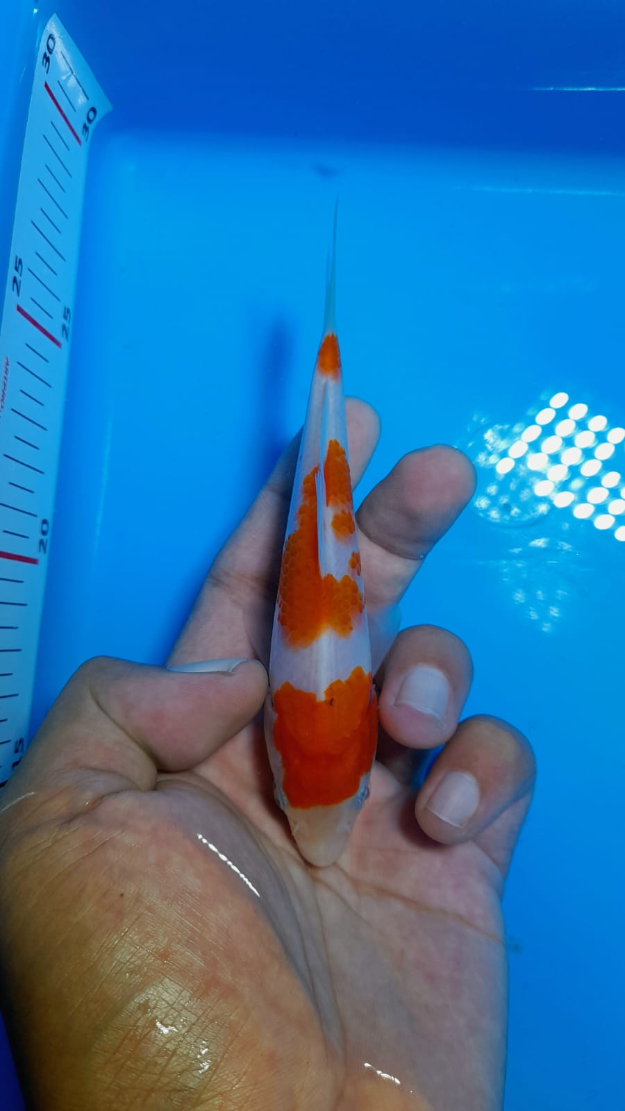 Lelang Koi Online, Jual Beli Ikan Koi, Pusat Jual Beli Koi, Info Lelang Koi Hari Ini, Platform Jual Beli Koi, Jual Beli Ikan Koi Online, Marketplace Ikan Koi, Jual Koi Terbaik, Tempat Beli Koi Berkualitas, Pasar Ikan Koi Online Terpercaya, Penjual Ikan Koi Terpercaya, Beli Koi Hias Online, Ikan Koi untuk Dijual, Koi Kualitas Terbaik, Toko Online Ikan Koi, Koi Hias Untuk Dijual, Jual Beli Ikan Koi Lokal, Koi Indonesia Online, Pusat Jual Beli Koi Terbesar