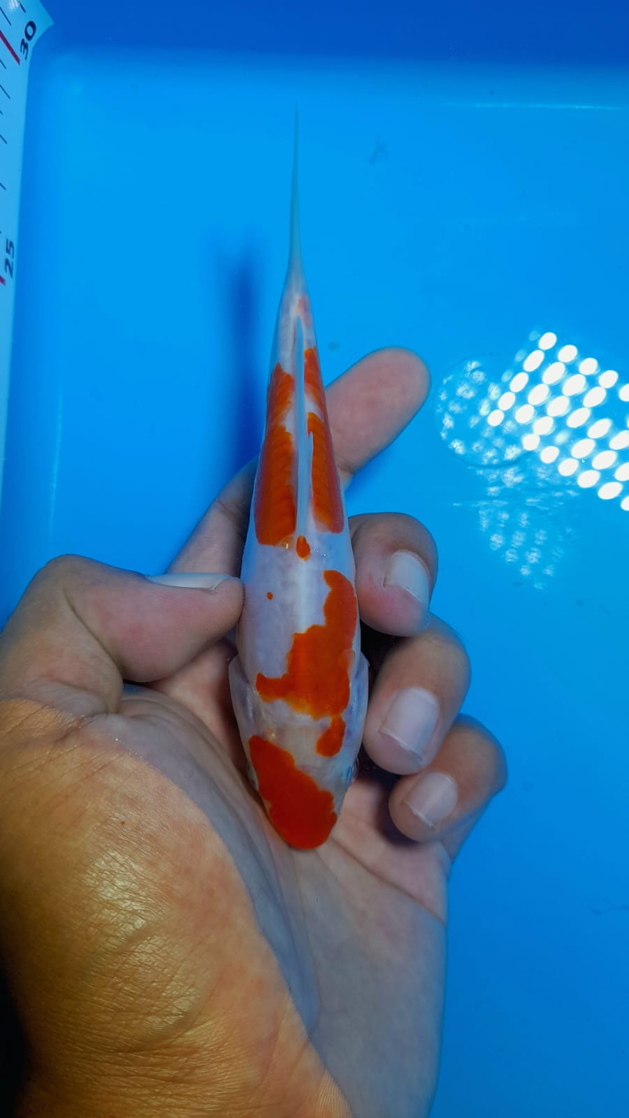Lelang Koi Online, Jual Beli Ikan Koi, Pusat Jual Beli Koi, Info Lelang Koi Hari Ini, Platform Jual Beli Koi, Jual Beli Ikan Koi Online, Marketplace Ikan Koi, Jual Koi Terbaik, Tempat Beli Koi Berkualitas, Pasar Ikan Koi Online Terpercaya, Penjual Ikan Koi Terpercaya, Beli Koi Hias Online, Ikan Koi untuk Dijual, Koi Kualitas Terbaik, Toko Online Ikan Koi, Koi Hias Untuk Dijual, Jual Beli Ikan Koi Lokal, Koi Indonesia Online, Pusat Jual Beli Koi Terbesar