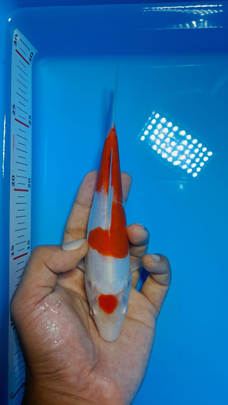 Lelang Koi Online, Jual Beli Ikan Koi, Pusat Jual Beli Koi, Info Lelang Koi Hari Ini, Platform Jual Beli Koi, Jual Beli Ikan Koi Online, Marketplace Ikan Koi, Jual Koi Terbaik, Tempat Beli Koi Berkualitas, Pasar Ikan Koi Online Terpercaya, Penjual Ikan Koi Terpercaya, Beli Koi Hias Online, Ikan Koi untuk Dijual, Koi Kualitas Terbaik, Toko Online Ikan Koi, Koi Hias Untuk Dijual, Jual Beli Ikan Koi Lokal, Koi Indonesia Online, Pusat Jual Beli Koi Terbesar