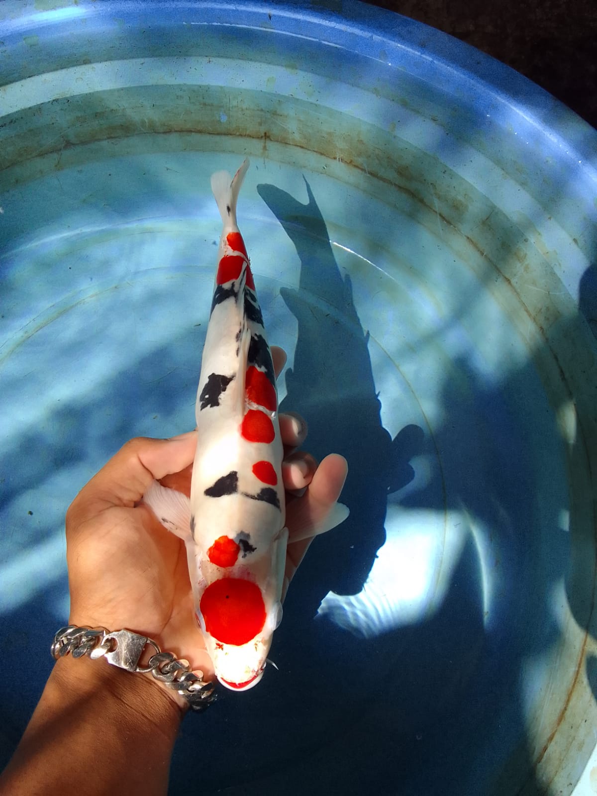 Lelang Koi Online, Jual Beli Ikan Koi, Pusat Jual Beli Koi, Info Lelang Koi Hari Ini, Platform Jual Beli Koi, Jual Beli Ikan Koi Online, Marketplace Ikan Koi, Jual Koi Terbaik, Tempat Beli Koi Berkualitas, Pasar Ikan Koi Online Terpercaya, Penjual Ikan Koi Terpercaya, Beli Koi Hias Online, Ikan Koi untuk Dijual, Koi Kualitas Terbaik, Toko Online Ikan Koi, Koi Hias Untuk Dijual, Jual Beli Ikan Koi Lokal, Koi Indonesia Online, Pusat Jual Beli Koi Terbesar