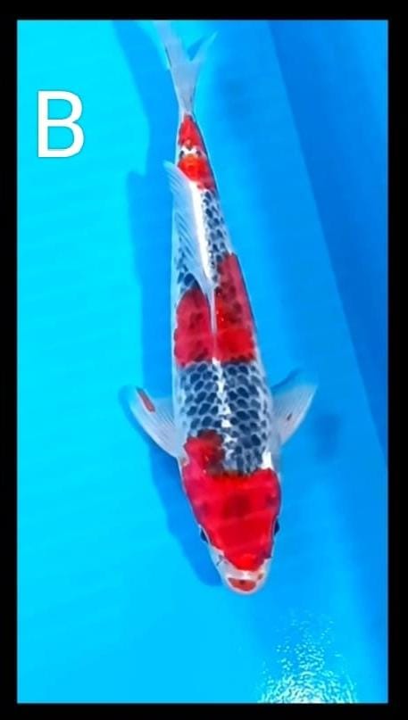 GOSHIKI 33cm