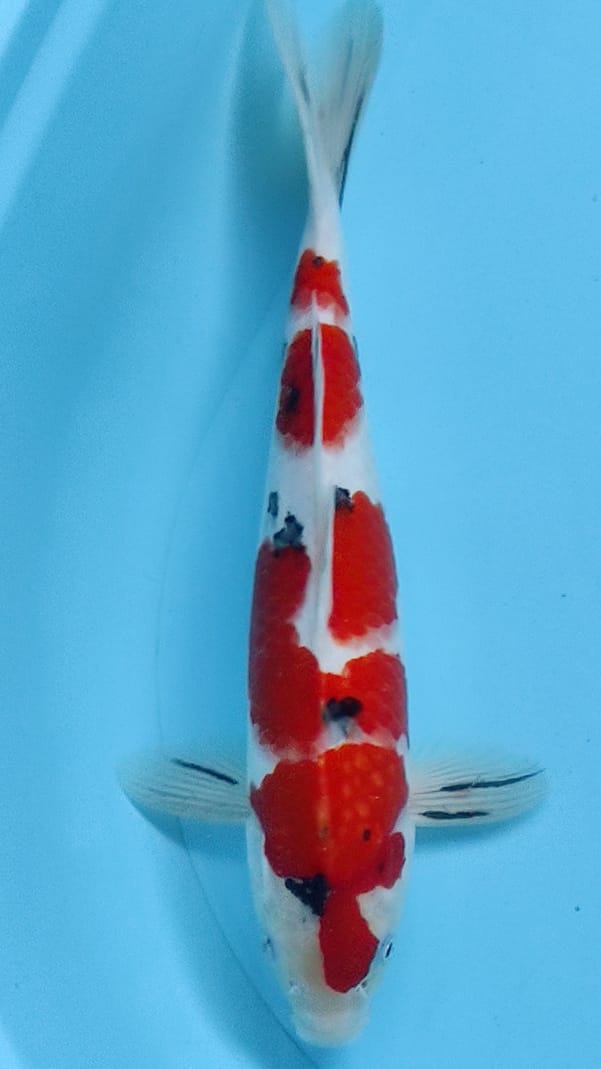 Lelang Koi Online, Jual Beli Ikan Koi, Pusat Jual Beli Koi, Info Lelang Koi Hari Ini, Platform Jual Beli Koi, Jual Beli Ikan Koi Online, Marketplace Ikan Koi, Jual Koi Terbaik, Tempat Beli Koi Berkualitas, Pasar Ikan Koi Online Terpercaya, Penjual Ikan Koi Terpercaya, Beli Koi Hias Online, Ikan Koi untuk Dijual, Koi Kualitas Terbaik, Toko Online Ikan Koi, Koi Hias Untuk Dijual, Jual Beli Ikan Koi Lokal, Koi Indonesia Online, Pusat Jual Beli Koi Terbesar
