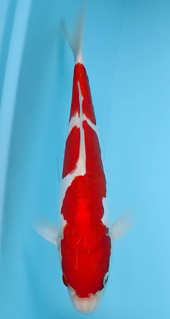 Lelang Koi Online, Jual Beli Ikan Koi, Pusat Jual Beli Koi, Info Lelang Koi Hari Ini, Platform Jual Beli Koi, Jual Beli Ikan Koi Online, Marketplace Ikan Koi, Jual Koi Terbaik, Tempat Beli Koi Berkualitas, Pasar Ikan Koi Online Terpercaya, Penjual Ikan Koi Terpercaya, Beli Koi Hias Online, Ikan Koi untuk Dijual, Koi Kualitas Terbaik, Toko Online Ikan Koi, Koi Hias Untuk Dijual, Jual Beli Ikan Koi Lokal, Koi Indonesia Online, Pusat Jual Beli Koi Terbesar