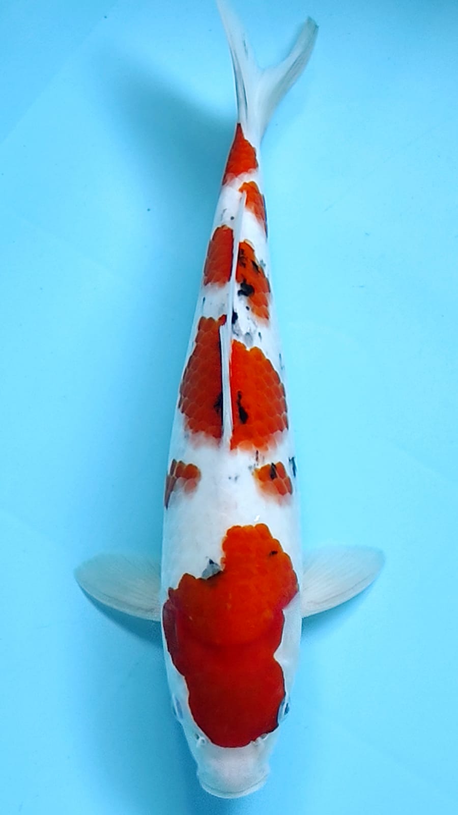 Lelang Koi Online, Jual Beli Ikan Koi, Pusat Jual Beli Koi, Info Lelang Koi Hari Ini, Platform Jual Beli Koi, Jual Beli Ikan Koi Online, Marketplace Ikan Koi, Jual Koi Terbaik, Tempat Beli Koi Berkualitas, Pasar Ikan Koi Online Terpercaya, Penjual Ikan Koi Terpercaya, Beli Koi Hias Online, Ikan Koi untuk Dijual, Koi Kualitas Terbaik, Toko Online Ikan Koi, Koi Hias Untuk Dijual, Jual Beli Ikan Koi Lokal, Koi Indonesia Online, Pusat Jual Beli Koi Terbesar