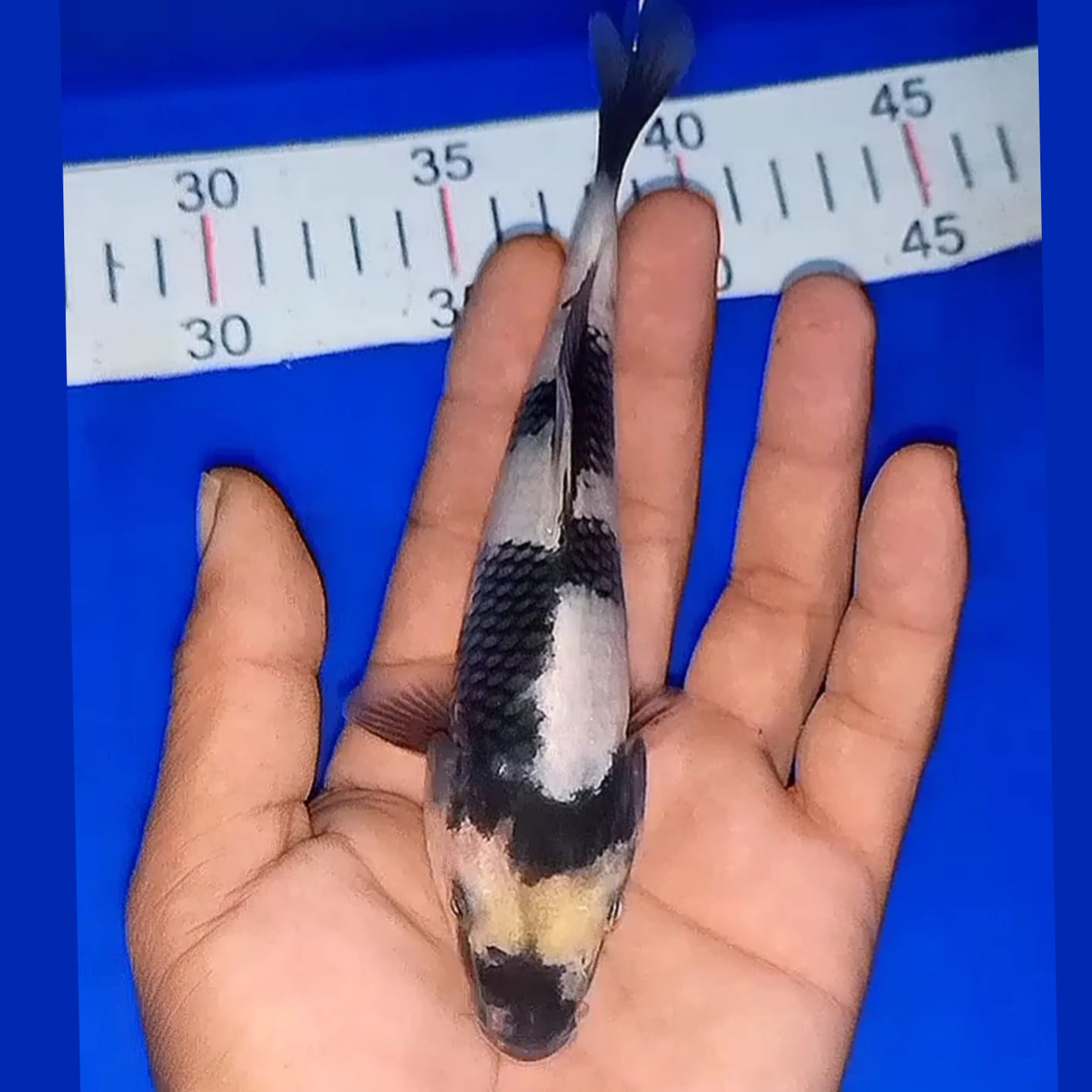 Lelang Koi Online, Jual Beli Ikan Koi, Pusat Jual Beli Koi, Info Lelang Koi Hari Ini, Platform Jual Beli Koi, Jual Beli Ikan Koi Online, Marketplace Ikan Koi, Jual Koi Terbaik, Tempat Beli Koi Berkualitas, Pasar Ikan Koi Online Terpercaya, Penjual Ikan Koi Terpercaya, Beli Koi Hias Online, Ikan Koi untuk Dijual, Koi Kualitas Terbaik, Toko Online Ikan Koi, Koi Hias Untuk Dijual, Jual Beli Ikan Koi Lokal, Koi Indonesia Online, Pusat Jual Beli Koi Terbesar