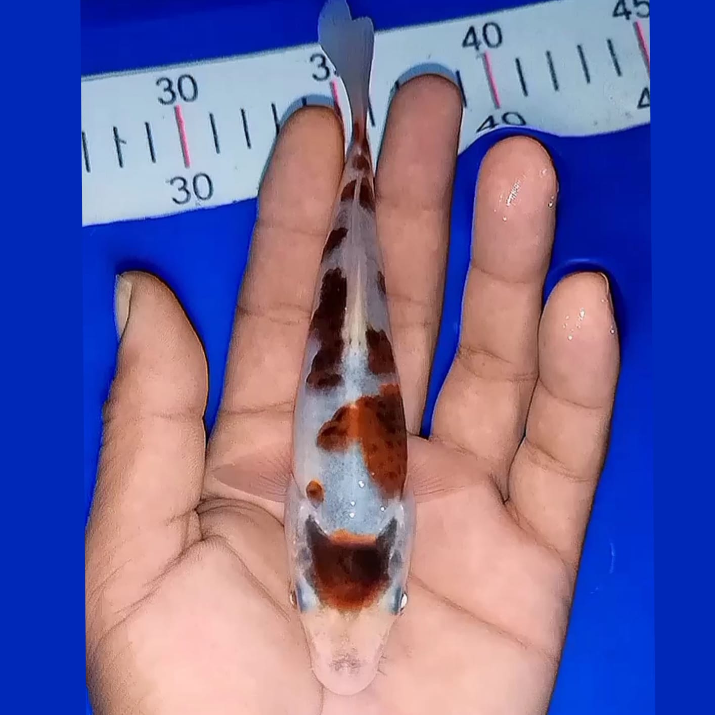 Lelang Koi Online, Jual Beli Ikan Koi, Pusat Jual Beli Koi, Info Lelang Koi Hari Ini, Platform Jual Beli Koi, Jual Beli Ikan Koi Online, Marketplace Ikan Koi, Jual Koi Terbaik, Tempat Beli Koi Berkualitas, Pasar Ikan Koi Online Terpercaya, Penjual Ikan Koi Terpercaya, Beli Koi Hias Online, Ikan Koi untuk Dijual, Koi Kualitas Terbaik, Toko Online Ikan Koi, Koi Hias Untuk Dijual, Jual Beli Ikan Koi Lokal, Koi Indonesia Online, Pusat Jual Beli Koi Terbesar