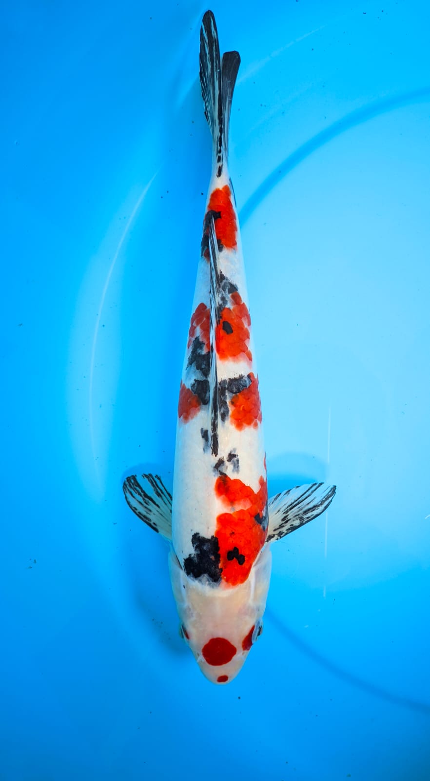 MARUTEN SANKE 33cm