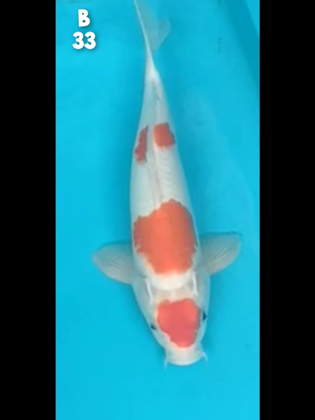 Lelang Koi Online, Jual Beli Ikan Koi, Pusat Jual Beli Koi, Info Lelang Koi Hari Ini, Platform Jual Beli Koi, Jual Beli Ikan Koi Online, Marketplace Ikan Koi, Jual Koi Terbaik, Tempat Beli Koi Berkualitas, Pasar Ikan Koi Online Terpercaya, Penjual Ikan Koi Terpercaya, Beli Koi Hias Online, Ikan Koi untuk Dijual, Koi Kualitas Terbaik, Toko Online Ikan Koi, Koi Hias Untuk Dijual, Jual Beli Ikan Koi Lokal, Koi Indonesia Online, Pusat Jual Beli Koi Terbesar
