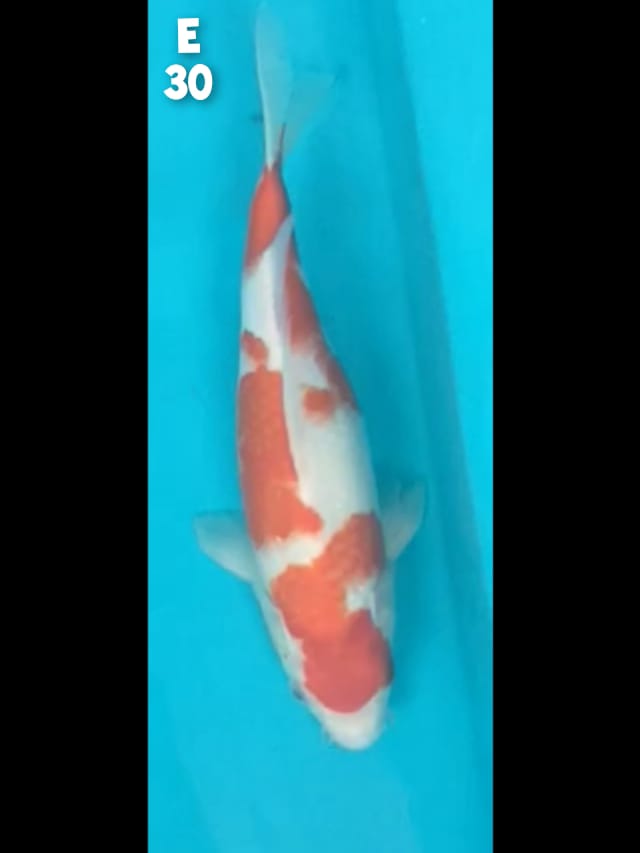 Lelang Koi Online, Jual Beli Ikan Koi, Pusat Jual Beli Koi, Info Lelang Koi Hari Ini, Platform Jual Beli Koi, Jual Beli Ikan Koi Online, Marketplace Ikan Koi, Jual Koi Terbaik, Tempat Beli Koi Berkualitas, Pasar Ikan Koi Online Terpercaya, Penjual Ikan Koi Terpercaya, Beli Koi Hias Online, Ikan Koi untuk Dijual, Koi Kualitas Terbaik, Toko Online Ikan Koi, Koi Hias Untuk Dijual, Jual Beli Ikan Koi Lokal, Koi Indonesia Online, Pusat Jual Beli Koi Terbesar