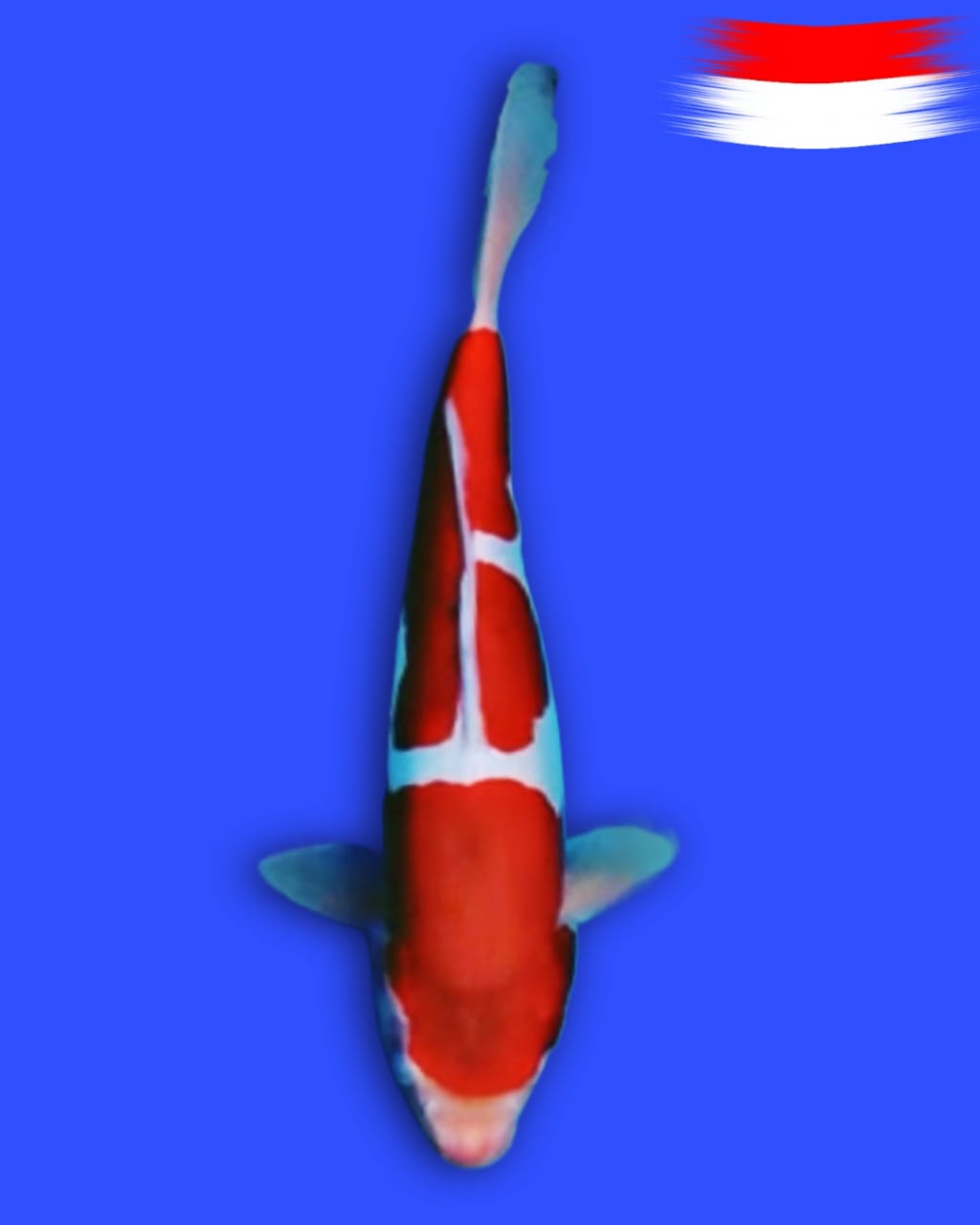 DOITSU KOHAKU 32cm MALE
