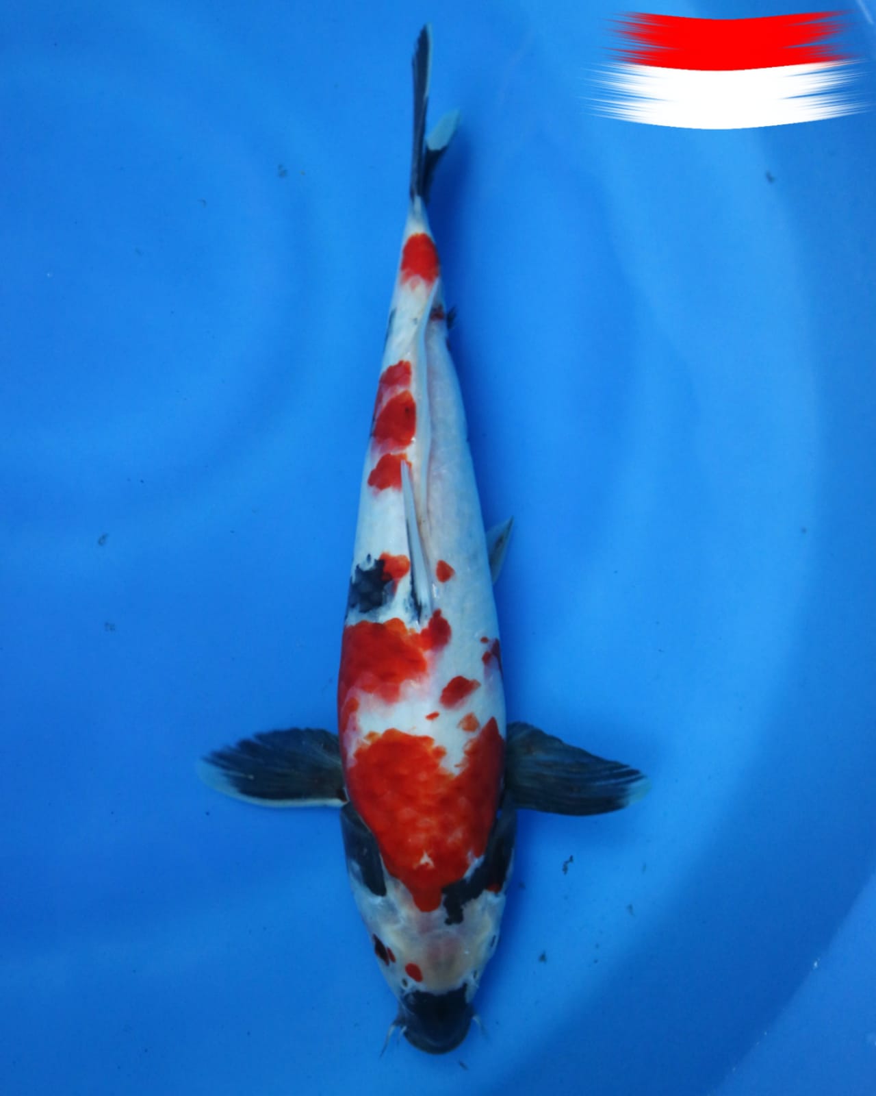 SHOWA KINDAI 32cm