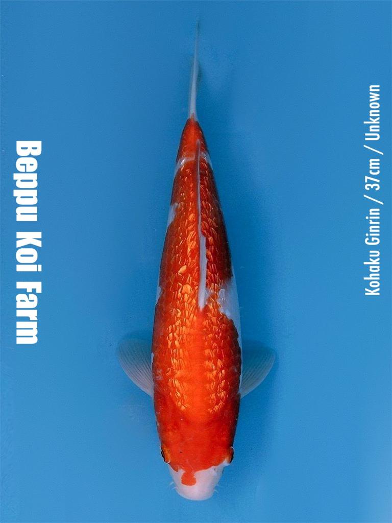 KOHAKU GINRIN 37cm