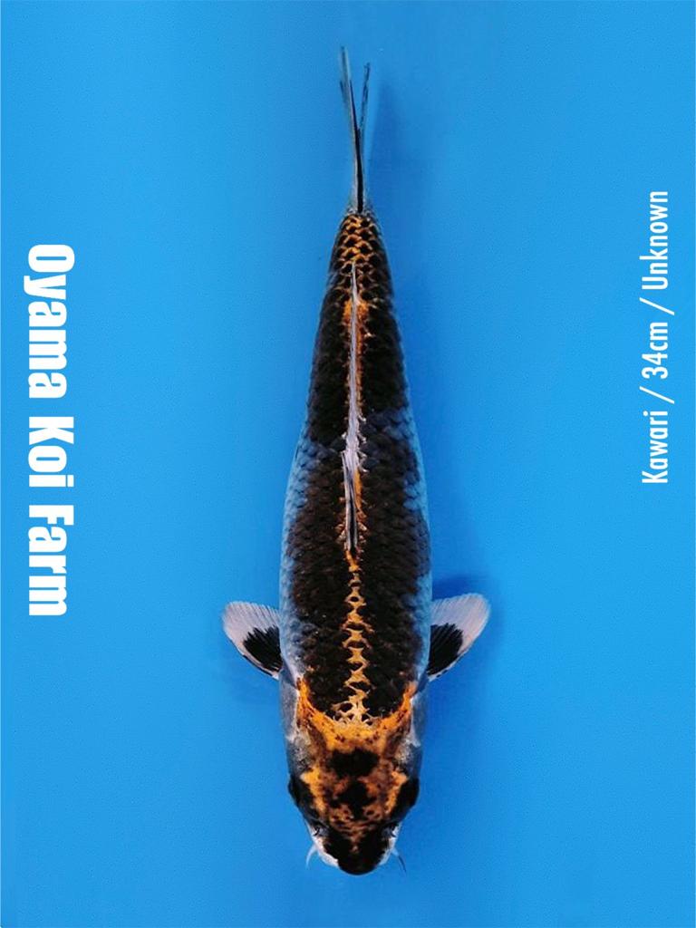 KAWARI 34cm