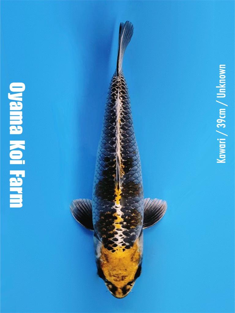 KAWARI 39cm