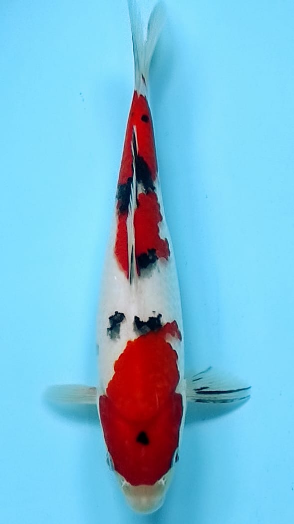 SANKE MARUTEN STRONG 28cm