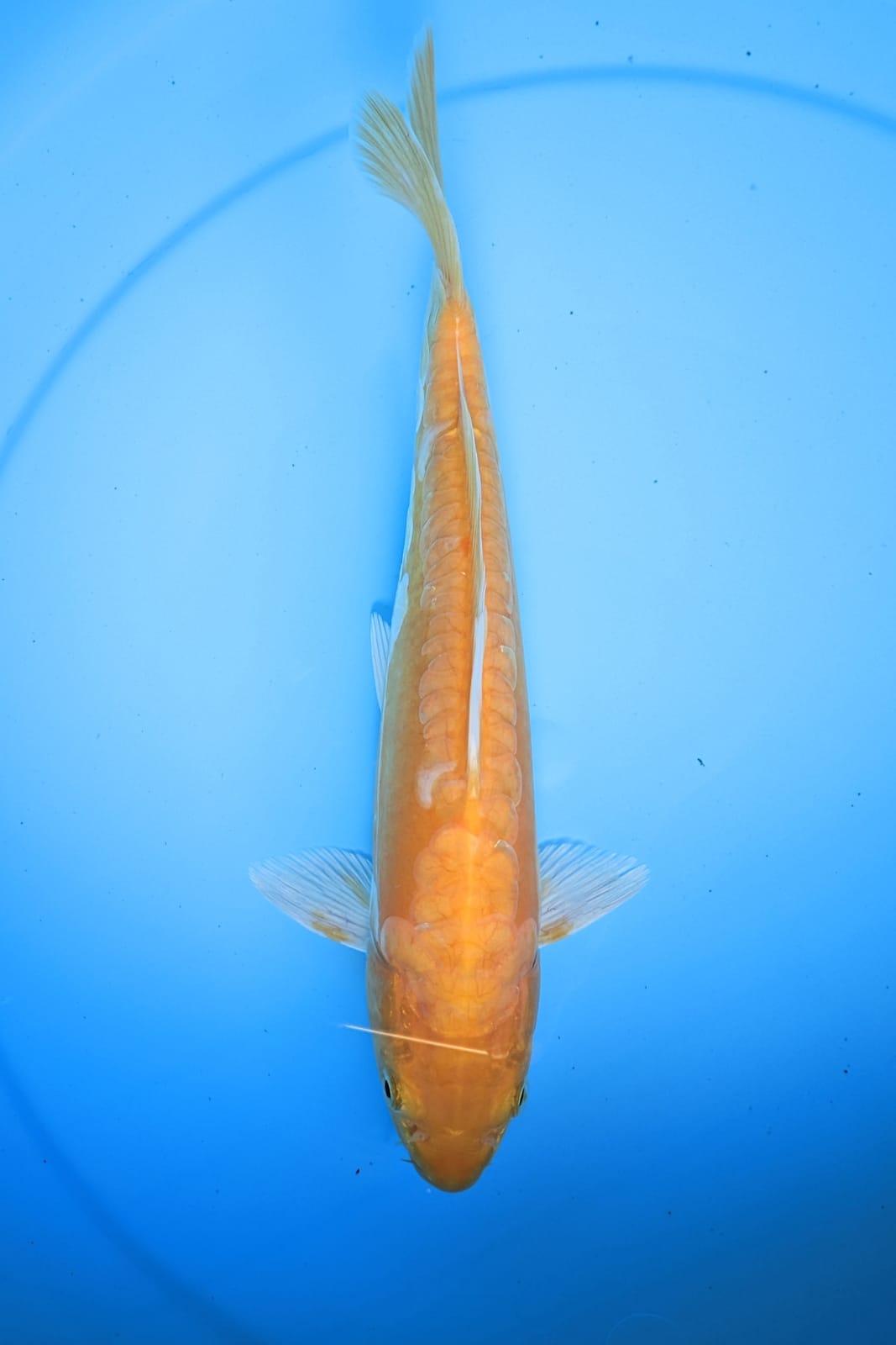 KARASI DOITSU ARAGOKE 26cm