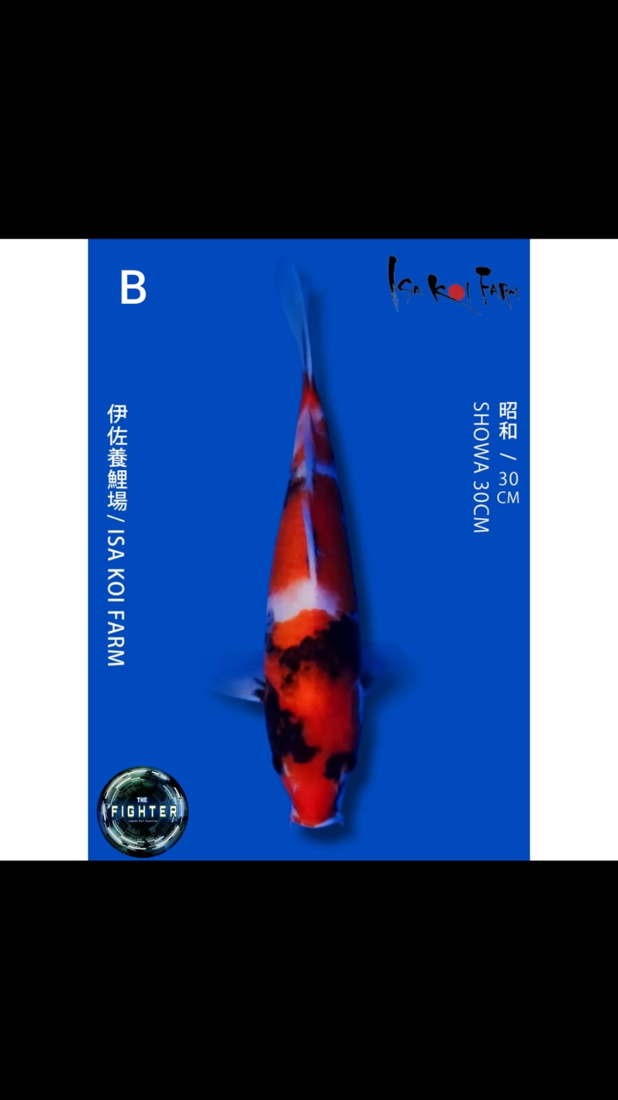 Lelang Koi Online, Jual Beli Ikan Koi, Pusat Jual Beli Koi, Info Lelang Koi Hari Ini, Platform Jual Beli Koi, Jual Beli Ikan Koi Online, Marketplace Ikan Koi, Jual Koi Terbaik, Tempat Beli Koi Berkualitas, Pasar Ikan Koi Online Terpercaya, Penjual Ikan Koi Terpercaya, Beli Koi Hias Online, Ikan Koi untuk Dijual, Koi Kualitas Terbaik, Toko Online Ikan Koi, Koi Hias Untuk Dijual, Jual Beli Ikan Koi Lokal, Koi Indonesia Online, Pusat Jual Beli Koi Terbesar