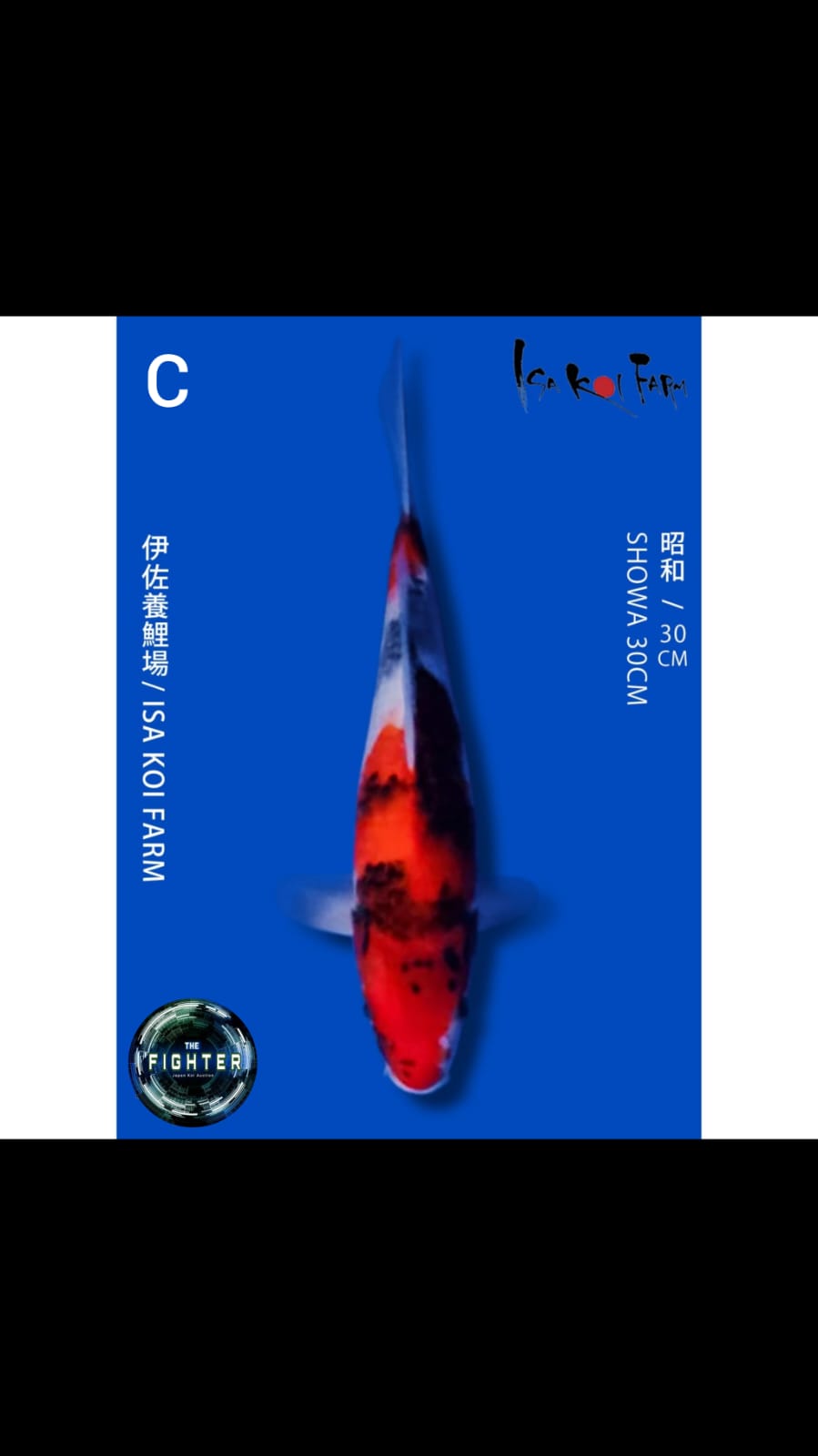 Lelang Koi Online, Jual Beli Ikan Koi, Pusat Jual Beli Koi, Info Lelang Koi Hari Ini, Platform Jual Beli Koi, Jual Beli Ikan Koi Online, Marketplace Ikan Koi, Jual Koi Terbaik, Tempat Beli Koi Berkualitas, Pasar Ikan Koi Online Terpercaya, Penjual Ikan Koi Terpercaya, Beli Koi Hias Online, Ikan Koi untuk Dijual, Koi Kualitas Terbaik, Toko Online Ikan Koi, Koi Hias Untuk Dijual, Jual Beli Ikan Koi Lokal, Koi Indonesia Online, Pusat Jual Beli Koi Terbesar