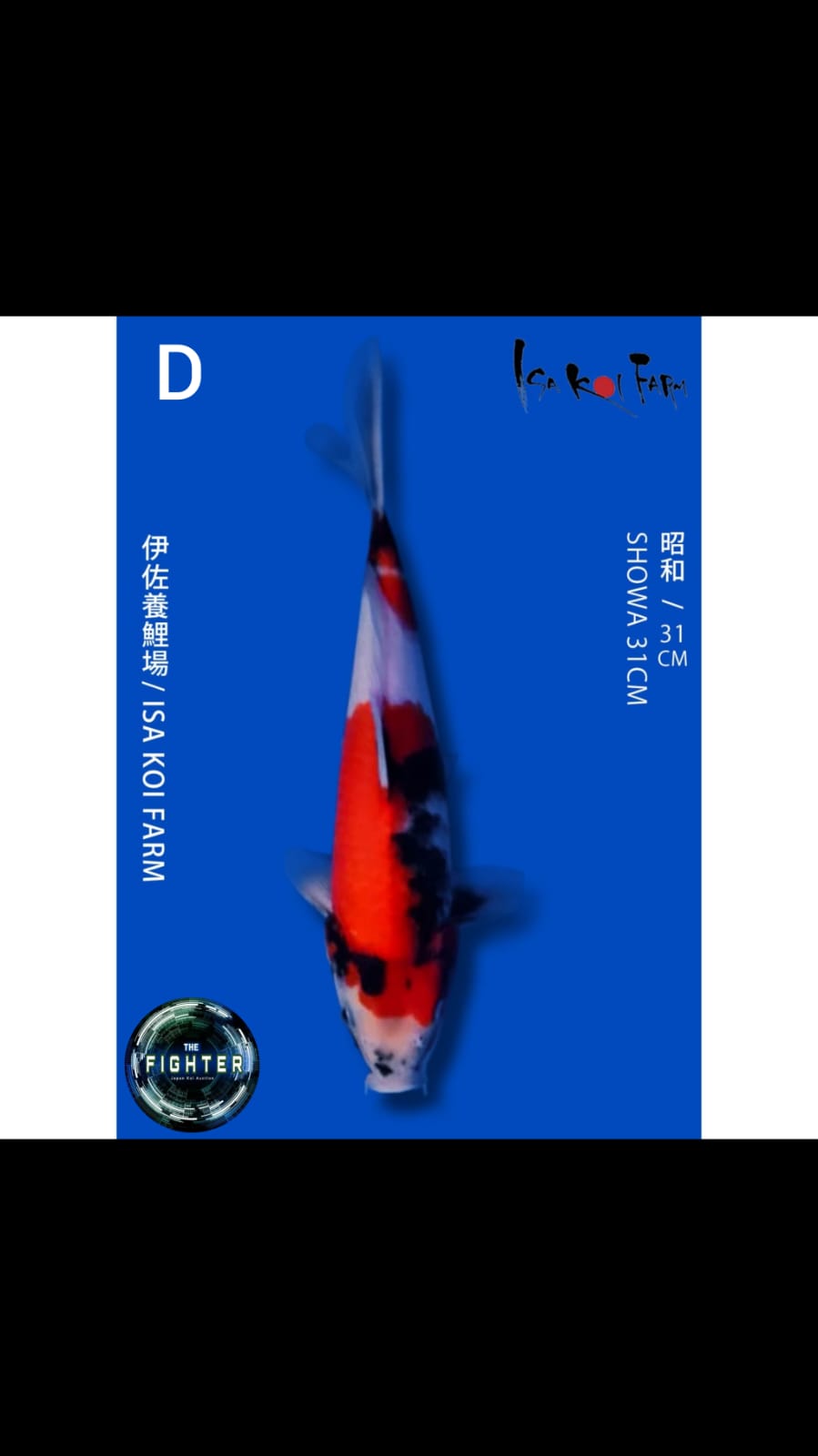 Lelang Koi Online, Jual Beli Ikan Koi, Pusat Jual Beli Koi, Info Lelang Koi Hari Ini, Platform Jual Beli Koi, Jual Beli Ikan Koi Online, Marketplace Ikan Koi, Jual Koi Terbaik, Tempat Beli Koi Berkualitas, Pasar Ikan Koi Online Terpercaya, Penjual Ikan Koi Terpercaya, Beli Koi Hias Online, Ikan Koi untuk Dijual, Koi Kualitas Terbaik, Toko Online Ikan Koi, Koi Hias Untuk Dijual, Jual Beli Ikan Koi Lokal, Koi Indonesia Online, Pusat Jual Beli Koi Terbesar