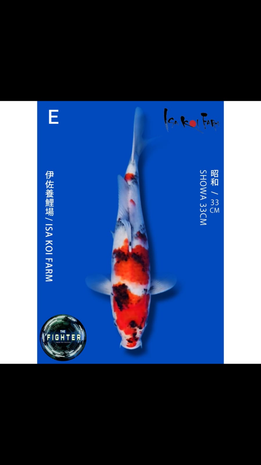 Lelang Koi Online, Jual Beli Ikan Koi, Pusat Jual Beli Koi, Info Lelang Koi Hari Ini, Platform Jual Beli Koi, Jual Beli Ikan Koi Online, Marketplace Ikan Koi, Jual Koi Terbaik, Tempat Beli Koi Berkualitas, Pasar Ikan Koi Online Terpercaya, Penjual Ikan Koi Terpercaya, Beli Koi Hias Online, Ikan Koi untuk Dijual, Koi Kualitas Terbaik, Toko Online Ikan Koi, Koi Hias Untuk Dijual, Jual Beli Ikan Koi Lokal, Koi Indonesia Online, Pusat Jual Beli Koi Terbesar