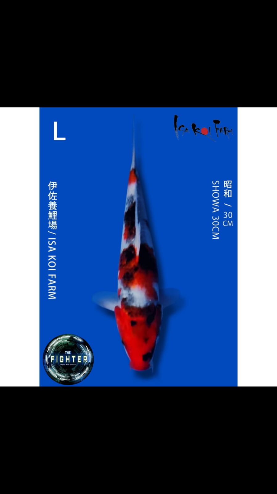 Lelang Koi Online, Jual Beli Ikan Koi, Pusat Jual Beli Koi, Info Lelang Koi Hari Ini, Platform Jual Beli Koi, Jual Beli Ikan Koi Online, Marketplace Ikan Koi, Jual Koi Terbaik, Tempat Beli Koi Berkualitas, Pasar Ikan Koi Online Terpercaya, Penjual Ikan Koi Terpercaya, Beli Koi Hias Online, Ikan Koi untuk Dijual, Koi Kualitas Terbaik, Toko Online Ikan Koi, Koi Hias Untuk Dijual, Jual Beli Ikan Koi Lokal, Koi Indonesia Online, Pusat Jual Beli Koi Terbesar
