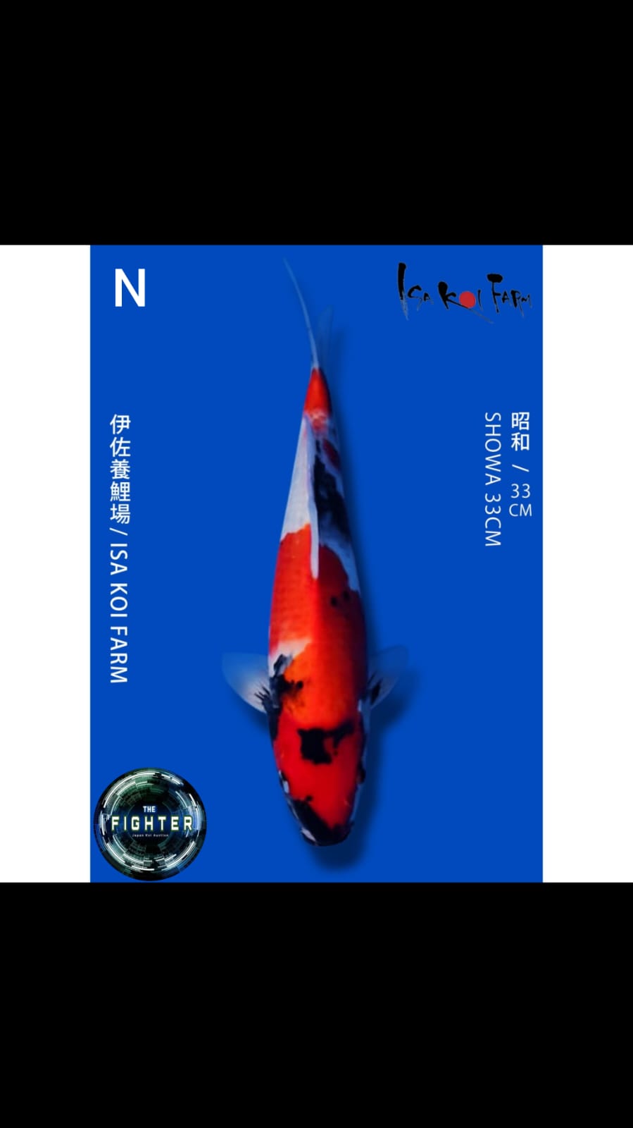 Lelang Koi Online, Jual Beli Ikan Koi, Pusat Jual Beli Koi, Info Lelang Koi Hari Ini, Platform Jual Beli Koi, Jual Beli Ikan Koi Online, Marketplace Ikan Koi, Jual Koi Terbaik, Tempat Beli Koi Berkualitas, Pasar Ikan Koi Online Terpercaya, Penjual Ikan Koi Terpercaya, Beli Koi Hias Online, Ikan Koi untuk Dijual, Koi Kualitas Terbaik, Toko Online Ikan Koi, Koi Hias Untuk Dijual, Jual Beli Ikan Koi Lokal, Koi Indonesia Online, Pusat Jual Beli Koi Terbesar