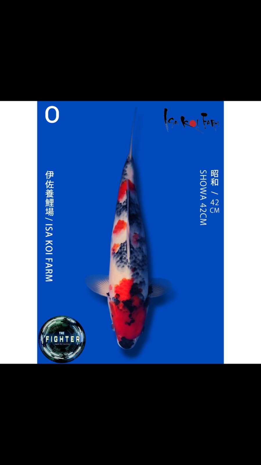 Lelang Koi Online, Jual Beli Ikan Koi, Pusat Jual Beli Koi, Info Lelang Koi Hari Ini, Platform Jual Beli Koi, Jual Beli Ikan Koi Online, Marketplace Ikan Koi, Jual Koi Terbaik, Tempat Beli Koi Berkualitas, Pasar Ikan Koi Online Terpercaya, Penjual Ikan Koi Terpercaya, Beli Koi Hias Online, Ikan Koi untuk Dijual, Koi Kualitas Terbaik, Toko Online Ikan Koi, Koi Hias Untuk Dijual, Jual Beli Ikan Koi Lokal, Koi Indonesia Online, Pusat Jual Beli Koi Terbesar