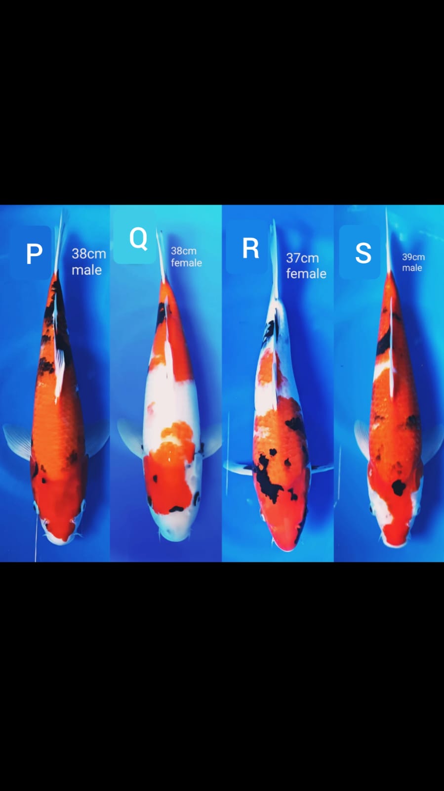 Lelang Koi Online, Jual Beli Ikan Koi, Pusat Jual Beli Koi, Info Lelang Koi Hari Ini, Platform Jual Beli Koi, Jual Beli Ikan Koi Online, Marketplace Ikan Koi, Jual Koi Terbaik, Tempat Beli Koi Berkualitas, Pasar Ikan Koi Online Terpercaya, Penjual Ikan Koi Terpercaya, Beli Koi Hias Online, Ikan Koi untuk Dijual, Koi Kualitas Terbaik, Toko Online Ikan Koi, Koi Hias Untuk Dijual, Jual Beli Ikan Koi Lokal, Koi Indonesia Online, Pusat Jual Beli Koi Terbesar