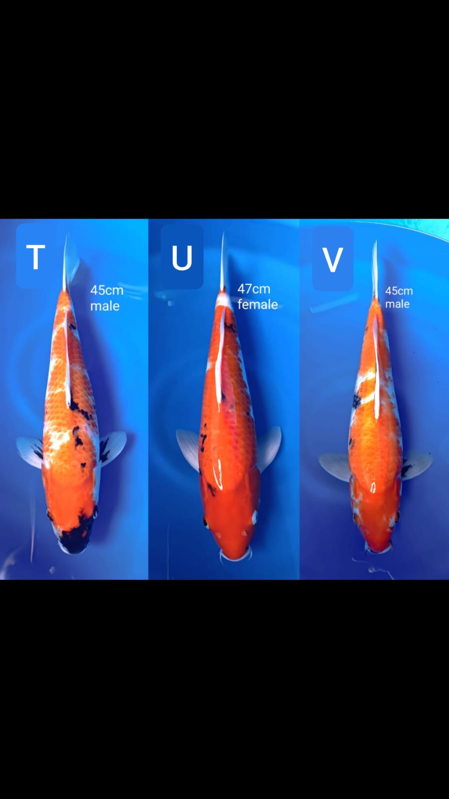 Lelang Koi Online, Jual Beli Ikan Koi, Pusat Jual Beli Koi, Info Lelang Koi Hari Ini, Platform Jual Beli Koi, Jual Beli Ikan Koi Online, Marketplace Ikan Koi, Jual Koi Terbaik, Tempat Beli Koi Berkualitas, Pasar Ikan Koi Online Terpercaya, Penjual Ikan Koi Terpercaya, Beli Koi Hias Online, Ikan Koi untuk Dijual, Koi Kualitas Terbaik, Toko Online Ikan Koi, Koi Hias Untuk Dijual, Jual Beli Ikan Koi Lokal, Koi Indonesia Online, Pusat Jual Beli Koi Terbesar