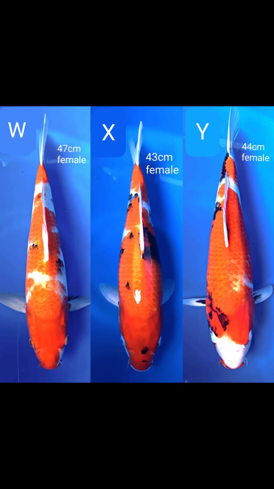 Lelang Koi Online, Jual Beli Ikan Koi, Pusat Jual Beli Koi, Info Lelang Koi Hari Ini, Platform Jual Beli Koi, Jual Beli Ikan Koi Online, Marketplace Ikan Koi, Jual Koi Terbaik, Tempat Beli Koi Berkualitas, Pasar Ikan Koi Online Terpercaya, Penjual Ikan Koi Terpercaya, Beli Koi Hias Online, Ikan Koi untuk Dijual, Koi Kualitas Terbaik, Toko Online Ikan Koi, Koi Hias Untuk Dijual, Jual Beli Ikan Koi Lokal, Koi Indonesia Online, Pusat Jual Beli Koi Terbesar