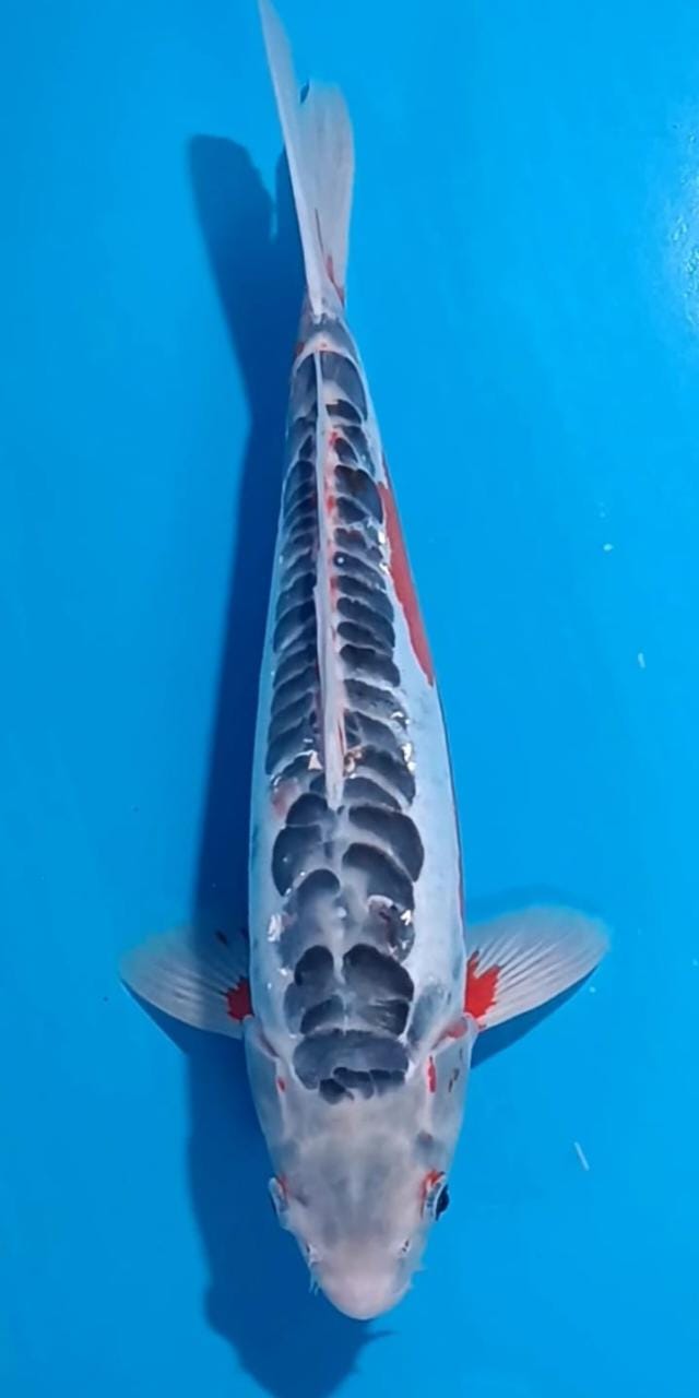 SUSHUI 45cm