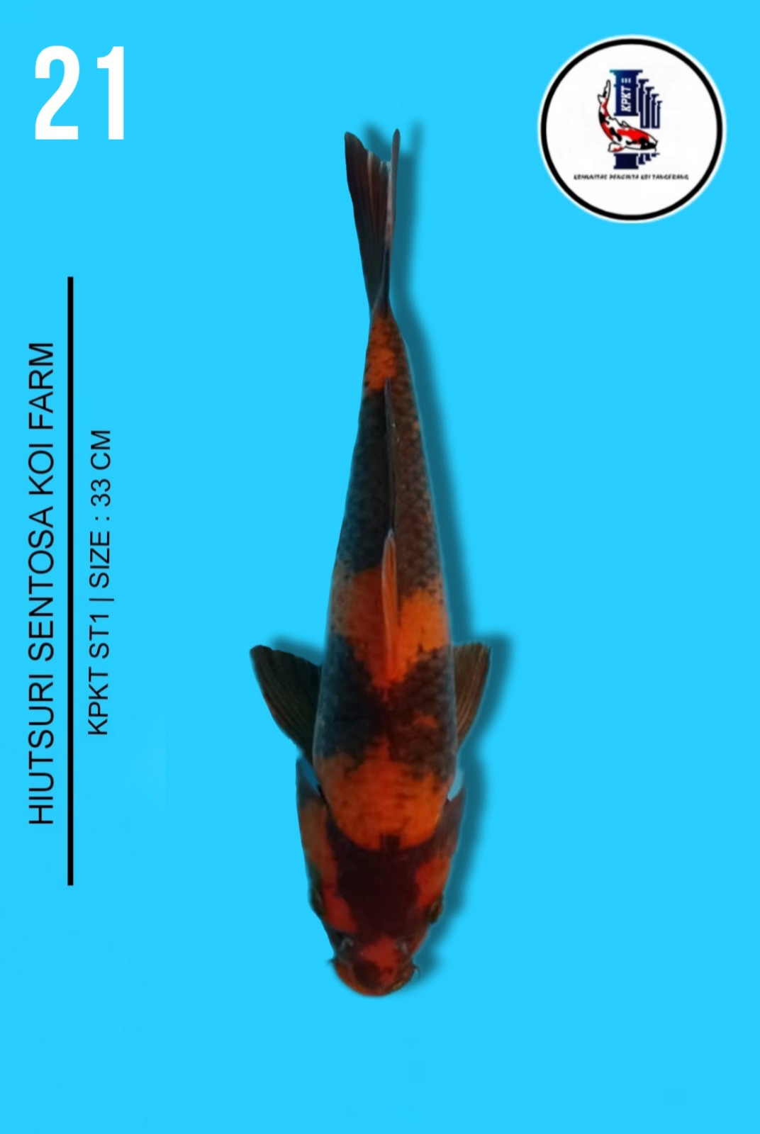 Lelang Koi Online, Jual Beli Ikan Koi, Pusat Jual Beli Koi, Info Lelang Koi Hari Ini, Platform Jual Beli Koi, Jual Beli Ikan Koi Online, Marketplace Ikan Koi, Jual Koi Terbaik, Tempat Beli Koi Berkualitas, Pasar Ikan Koi Online Terpercaya, Penjual Ikan Koi Terpercaya, Beli Koi Hias Online, Ikan Koi untuk Dijual, Koi Kualitas Terbaik, Toko Online Ikan Koi, Koi Hias Untuk Dijual, Jual Beli Ikan Koi Lokal, Koi Indonesia Online, Pusat Jual Beli Koi Terbesar
