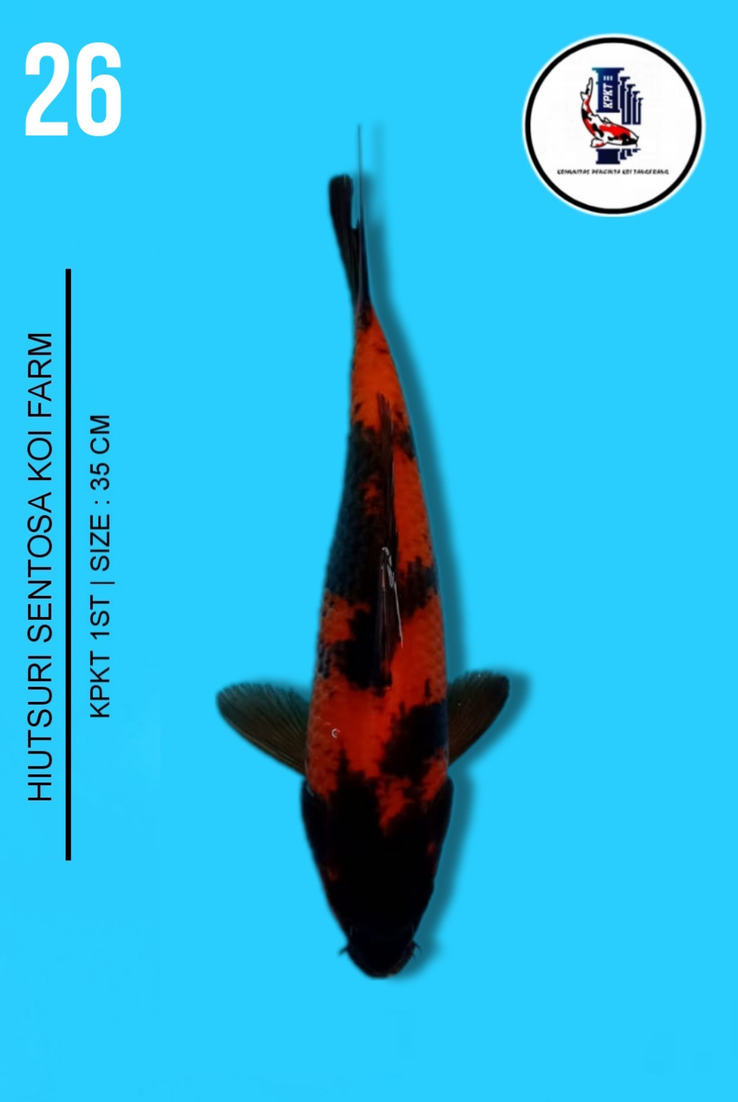 Lelang Koi Online, Jual Beli Ikan Koi, Pusat Jual Beli Koi, Info Lelang Koi Hari Ini, Platform Jual Beli Koi, Jual Beli Ikan Koi Online, Marketplace Ikan Koi, Jual Koi Terbaik, Tempat Beli Koi Berkualitas, Pasar Ikan Koi Online Terpercaya, Penjual Ikan Koi Terpercaya, Beli Koi Hias Online, Ikan Koi untuk Dijual, Koi Kualitas Terbaik, Toko Online Ikan Koi, Koi Hias Untuk Dijual, Jual Beli Ikan Koi Lokal, Koi Indonesia Online, Pusat Jual Beli Koi Terbesar