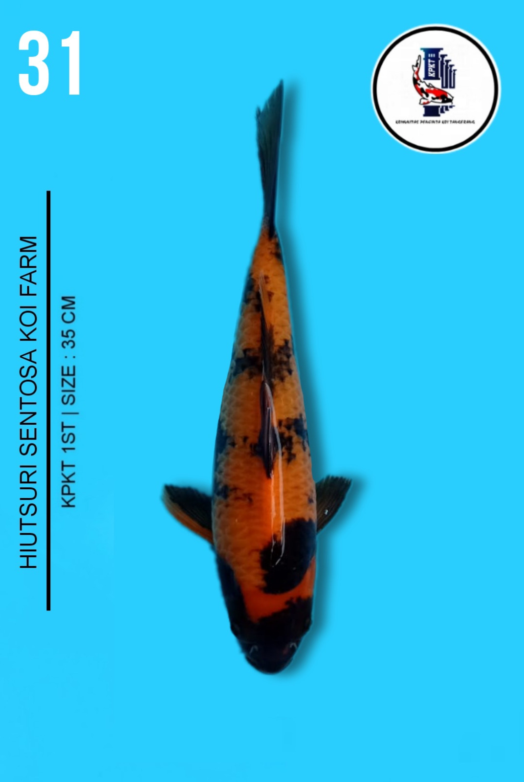 Lelang Koi Online, Jual Beli Ikan Koi, Pusat Jual Beli Koi, Info Lelang Koi Hari Ini, Platform Jual Beli Koi, Jual Beli Ikan Koi Online, Marketplace Ikan Koi, Jual Koi Terbaik, Tempat Beli Koi Berkualitas, Pasar Ikan Koi Online Terpercaya, Penjual Ikan Koi Terpercaya, Beli Koi Hias Online, Ikan Koi untuk Dijual, Koi Kualitas Terbaik, Toko Online Ikan Koi, Koi Hias Untuk Dijual, Jual Beli Ikan Koi Lokal, Koi Indonesia Online, Pusat Jual Beli Koi Terbesar
