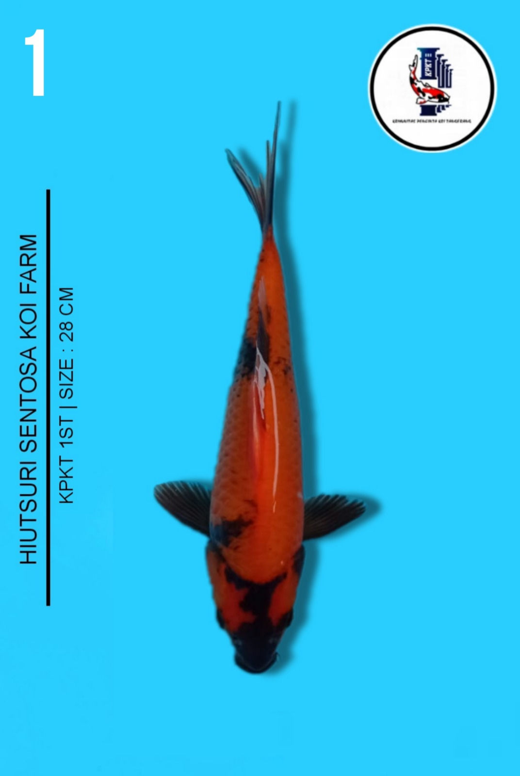 Lelang Koi Online, Jual Beli Ikan Koi, Pusat Jual Beli Koi, Info Lelang Koi Hari Ini, Platform Jual Beli Koi, Jual Beli Ikan Koi Online, Marketplace Ikan Koi, Jual Koi Terbaik, Tempat Beli Koi Berkualitas, Pasar Ikan Koi Online Terpercaya, Penjual Ikan Koi Terpercaya, Beli Koi Hias Online, Ikan Koi untuk Dijual, Koi Kualitas Terbaik, Toko Online Ikan Koi, Koi Hias Untuk Dijual, Jual Beli Ikan Koi Lokal, Koi Indonesia Online, Pusat Jual Beli Koi Terbesar
