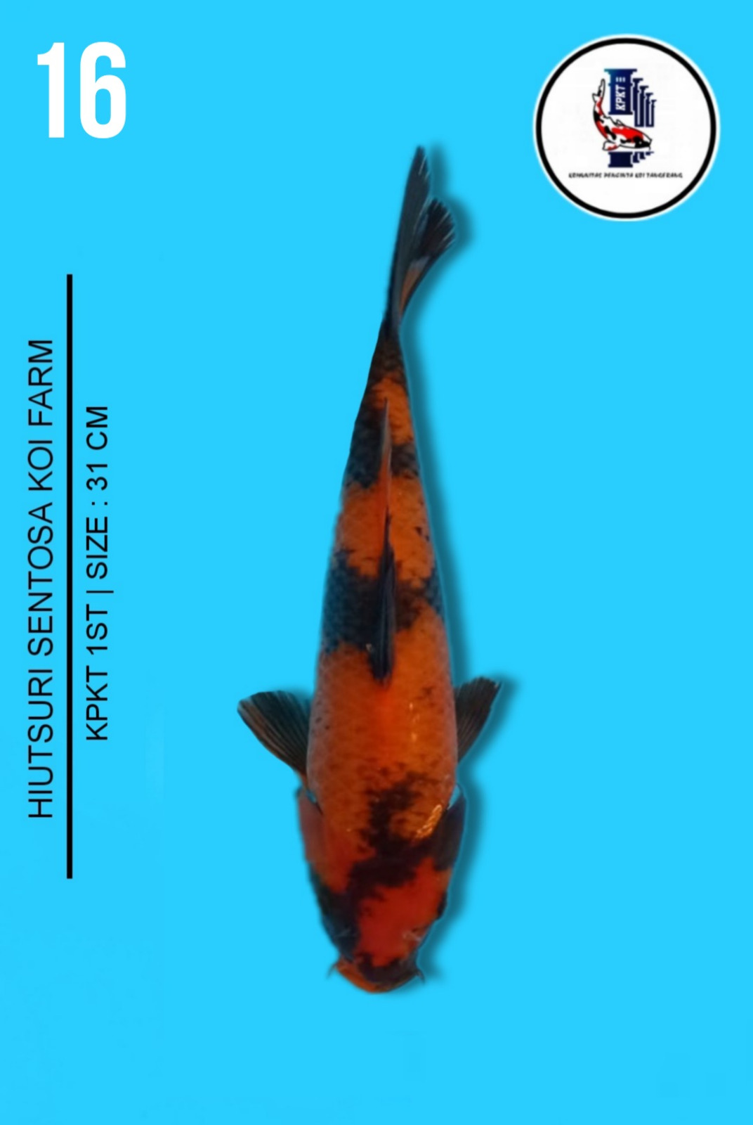 Lelang Koi Online, Jual Beli Ikan Koi, Pusat Jual Beli Koi, Info Lelang Koi Hari Ini, Platform Jual Beli Koi, Jual Beli Ikan Koi Online, Marketplace Ikan Koi, Jual Koi Terbaik, Tempat Beli Koi Berkualitas, Pasar Ikan Koi Online Terpercaya, Penjual Ikan Koi Terpercaya, Beli Koi Hias Online, Ikan Koi untuk Dijual, Koi Kualitas Terbaik, Toko Online Ikan Koi, Koi Hias Untuk Dijual, Jual Beli Ikan Koi Lokal, Koi Indonesia Online, Pusat Jual Beli Koi Terbesar